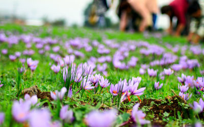 crocus_kozani